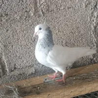 سلام خدمت دوستان 15تا کبوتر 9نر 6تا ماده