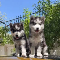 توله سگ هاسکی اصیل