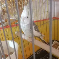 عروس هلندی|پرنده|کرمان, |دیوار