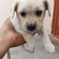 سگ نژاد پا کوتا|سگ|یزد, |دیوار