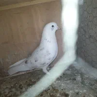 کفتر|پرنده|سیرجان, |دیوار