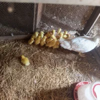 جوجه اردک اسراییلی سفید