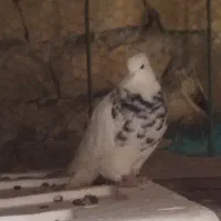 گمشده|حیوانات|دهدشت, |دیوار