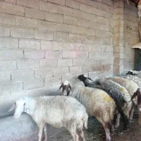 گوسفند تازه زا آبستن سنگین