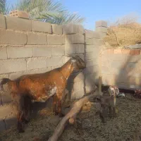 بزوکهره فروشی