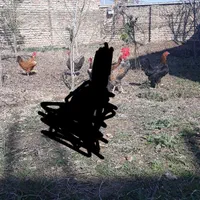 تخم مرغ گردن لخت