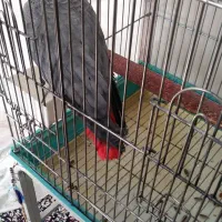 شاه کاسکو سخنگو دم قرمز|پرنده|زرند, |دیوار