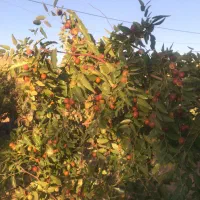 فروش باغ و زمین کشاورزی سند تک برگ|فروش زمین و ملک کلنگی|دهاقان, |دیوار