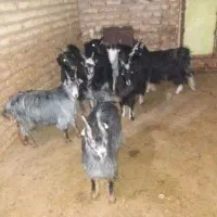 بزغاله ماده