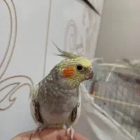 عروس گل باقالی