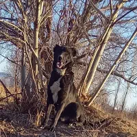 سگ گله|سگ|ملایر, |دیوار