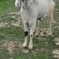 تکه دوسال، داشتی وکشتار