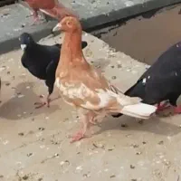 کبوتر میولنز درشت