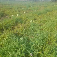 هندوانه سفید