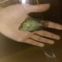 فلاور|ماهی|اهواز, کمپلو جنوبی|دیوار