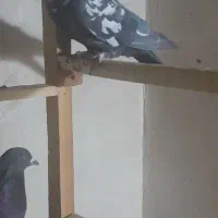 کبوترپرشی|پرنده|زیویه, |دیوار