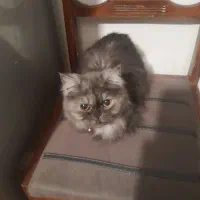 گرفه پرشین فلت