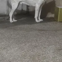 سگ سرابی،افغان