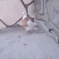 کبوتر ابی|پرنده|باسمنج, |دیوار