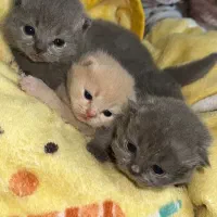 کربه توله اسکاتیش بلو اصیل