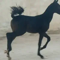 کره نریان درهشور