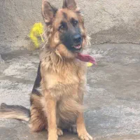 سگ ژرمن شپرد|سگ|بهبهان, |دیوار