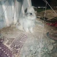 سگ پاکوتاه
