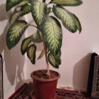 گل طبیعی دیفن باخیا|گل و گیاه طبیعی|کرمانشاه, |دیوار