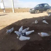 فروشی کبوتر|پرنده|باغ حلی, |دیوار