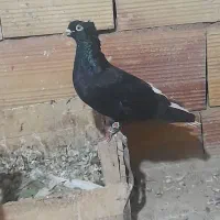 کبوتر دم سفید