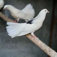 کفتر دوم چتری جفت یک ملیون|پرنده|رودان, |دیوار