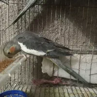 عروس هلندی ماده بالغ ۴تا|پرنده|گرگان, |دیوار