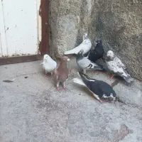 کبوتر همش باهم 900