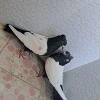 کبوتر|پرنده|اصفهان, ملکشهر|دیوار