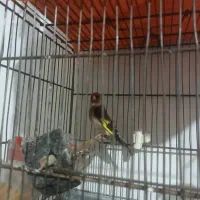 پرنده|پرنده|تهران, خاک سفید|دیوار