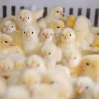 دستگاه جوجه کشی 126 عددی دماوند (پسکرایه)|لوازم جانبی حیوانات|رضوانشهر, |دیوار