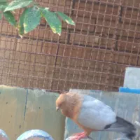 کفتر  آرشینگل بولهد وکت آبی