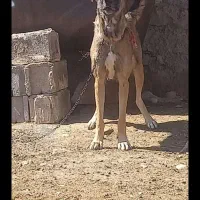 سگ سرابی ماده