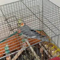 عروس هلندی نر سخنگو سینامون|پرنده|پردیس, فاز ۸|دیوار