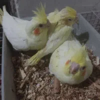 جوجه عروس هلندی|پرنده|فسا, |دیوار