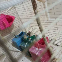 فنچ|پرنده|مشهد, حضرت حجت|دیوار