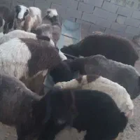 بره