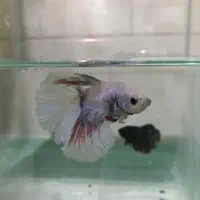 ماهی فایتر جفت آماده