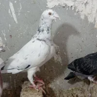 سار نر