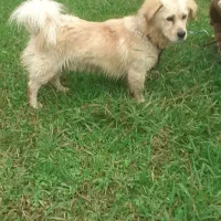 سگ خانگی|سگ|تالش, طولارود|دیوار