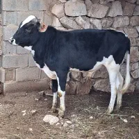 گوساله نر
