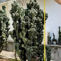 کاکتوس صخره ای خیلی بزرگ سالم|گل و گیاه طبیعی|رشت, رشتیان|دیوار
