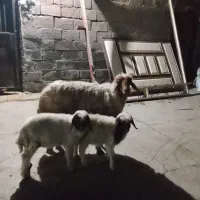 میش‌ بز یک عدد میش‌دوقلوزا لری جوان بره ها نرمست