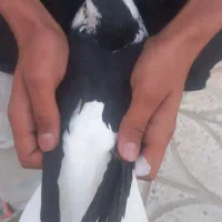 کفتر|پرنده|اسفراین, |دیوار