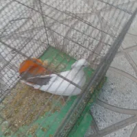 کبوتر دمبی ماده